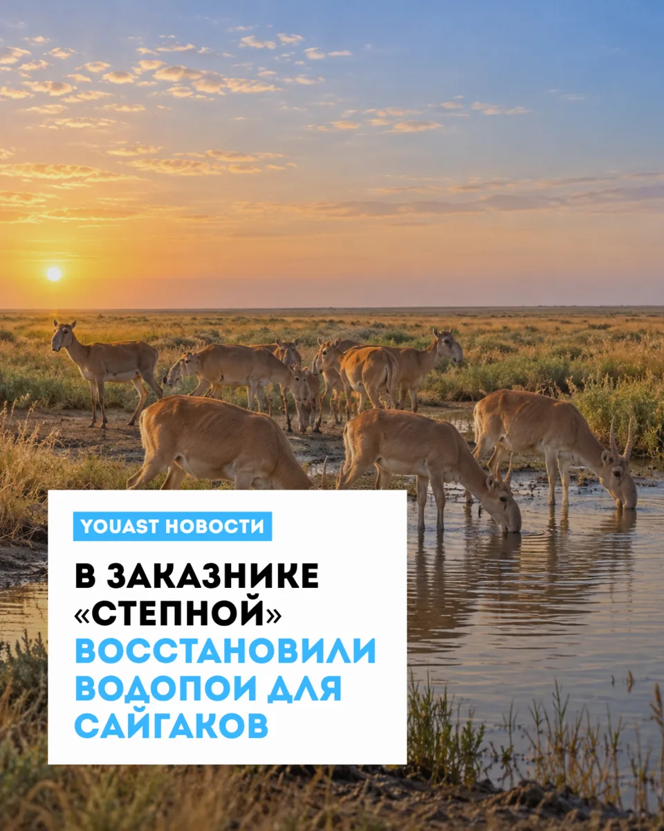 Сайгакам в Астраханской области стало проще находить воду