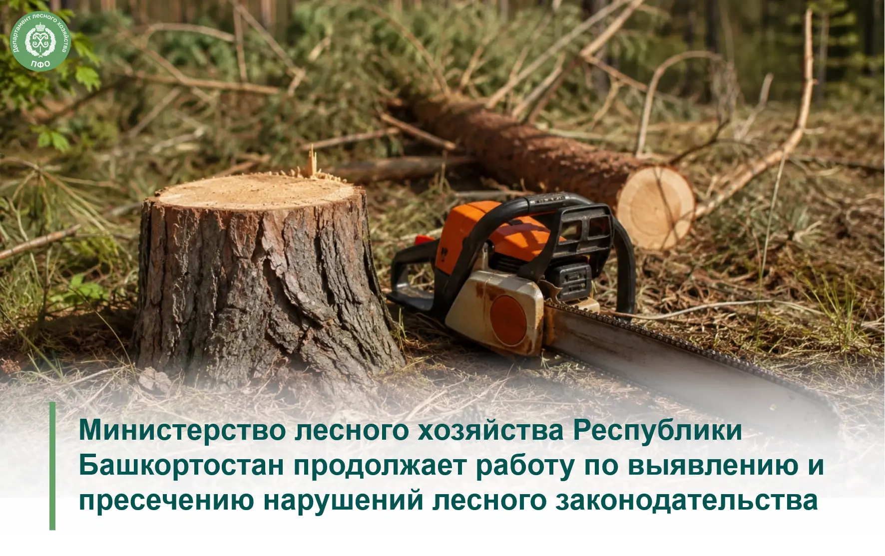 🪵 Очередной факт незаконной рубки был выявлен лесными инспекторами в ходе патрулирования территории