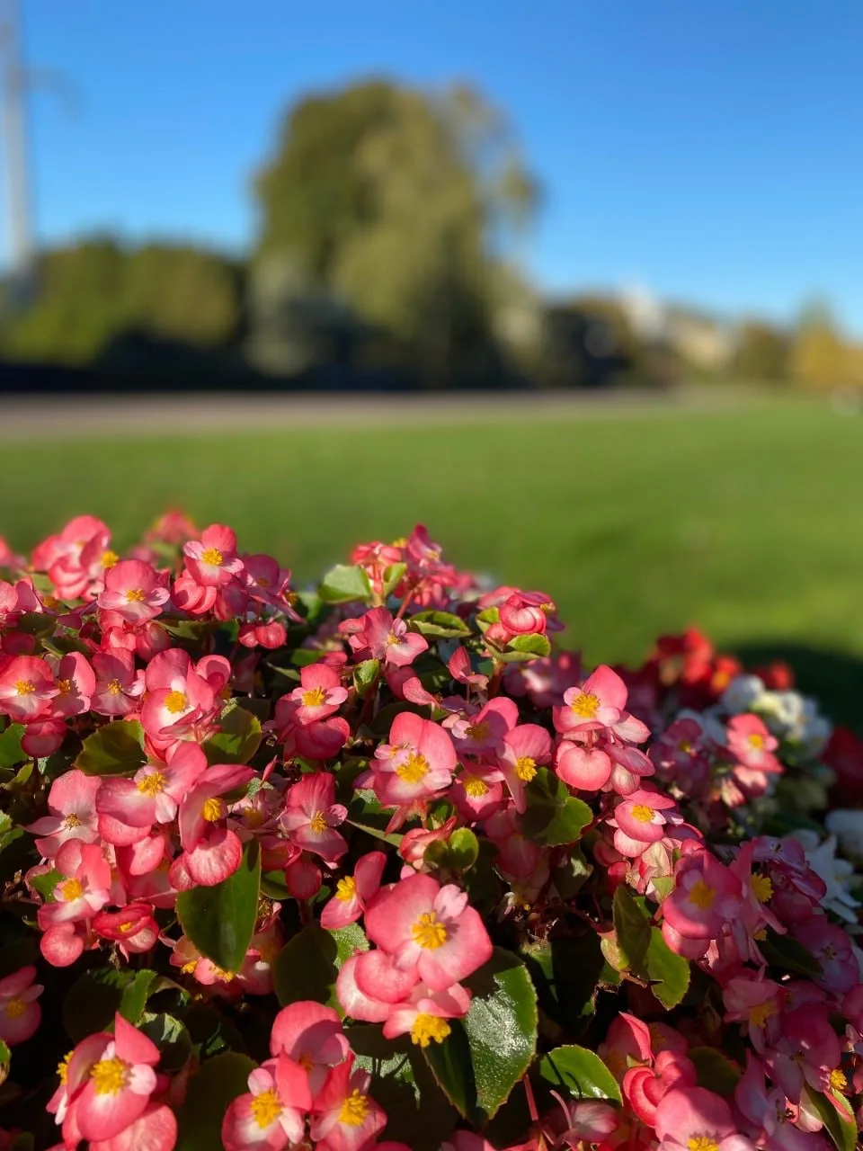 🍁 Осень в Ботаническом саду им. Цицина.