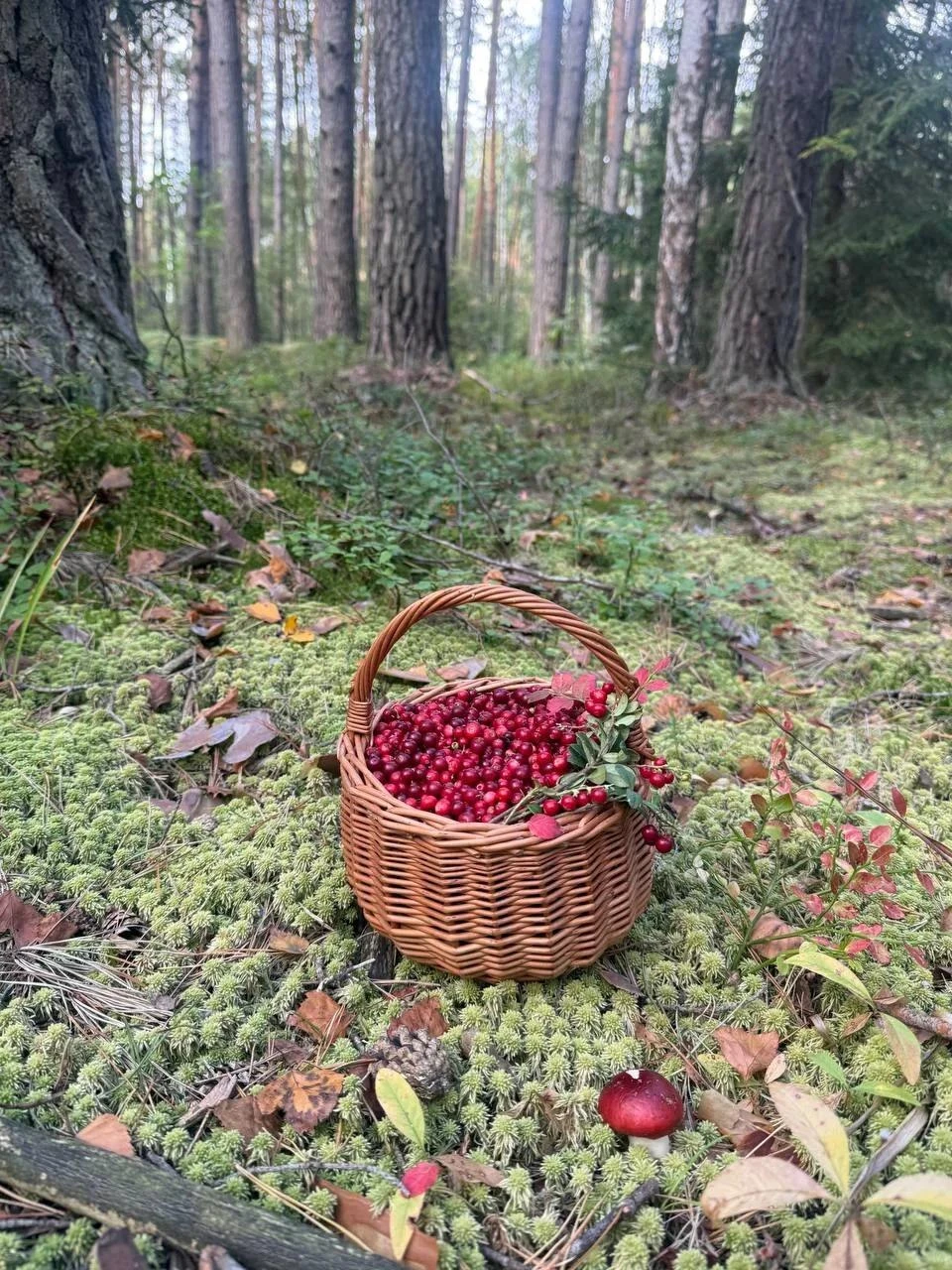 Осенний сбор брусники в сосновом бору ❤️
