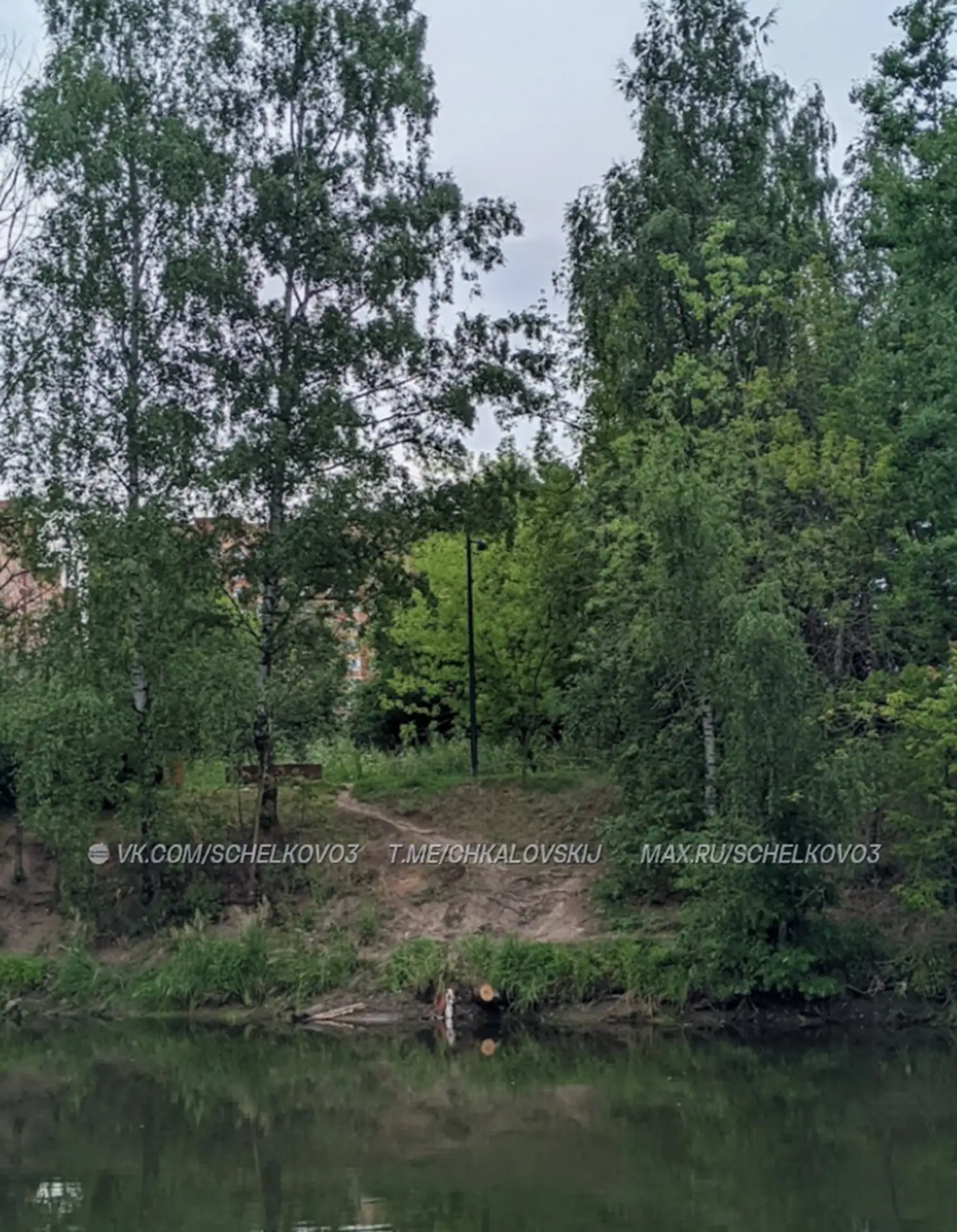 🌳 В Чкаловском спилили берёзу над озером