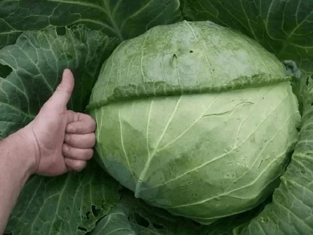 ЧTOБЫ КАПУСТА POCЛА КPEПКОЙ И ЗДOPOВОЙ