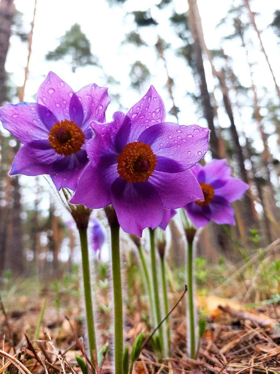 🌸 Весенняя магия в лесах Воронежа! 🌿  Друзья, наступила та самая волшебная пора, когда наши леса укр