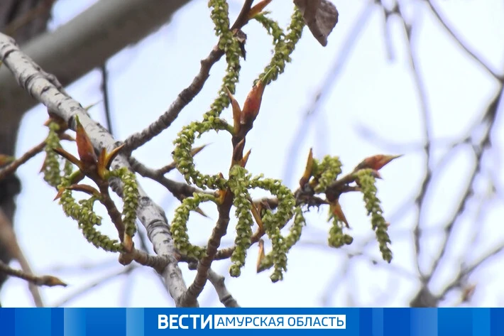 До +27 °С: прогноз погоды на 13 мая в Приамурье  В области ночью будет наблюдаться переменная облачн