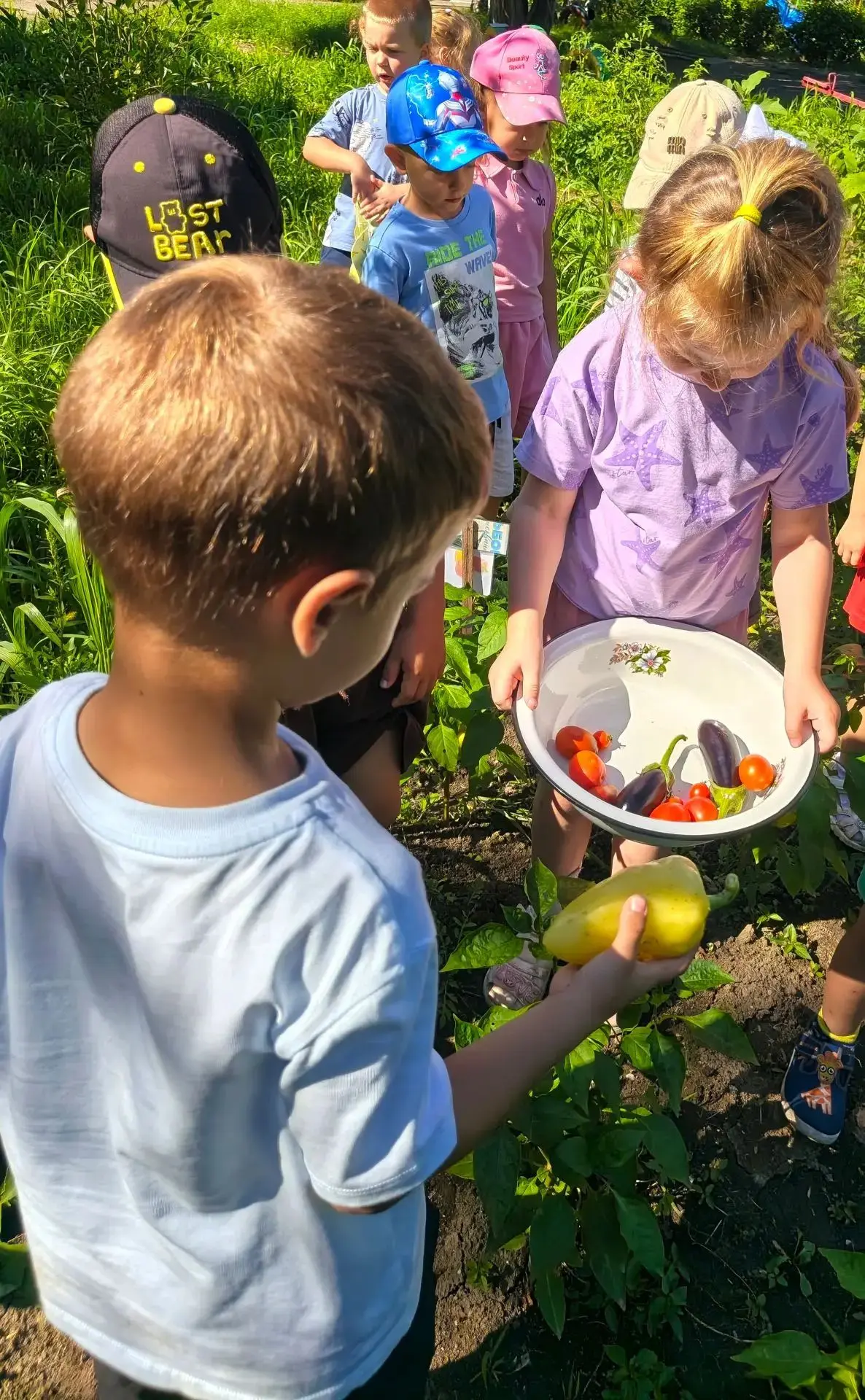 Овощи поспевают, а мы собираем! 🍅🌶️