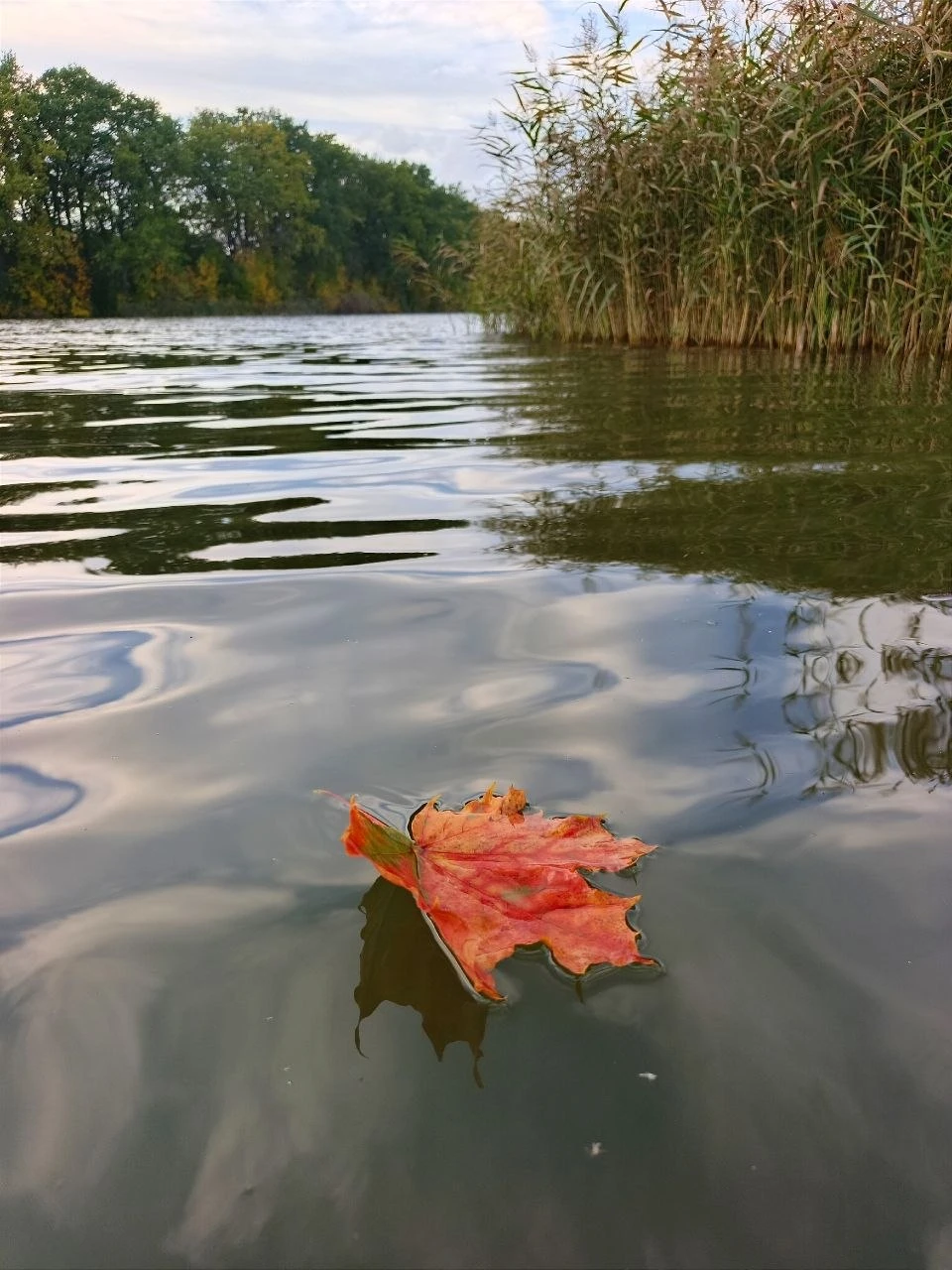 🍃📸 Наслаждаемся осенью, пока нас тут с вами не замело снегом