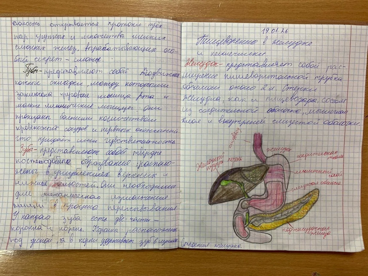 Рабочие тетради по биологии. Учитель Шабиханова З.Л.