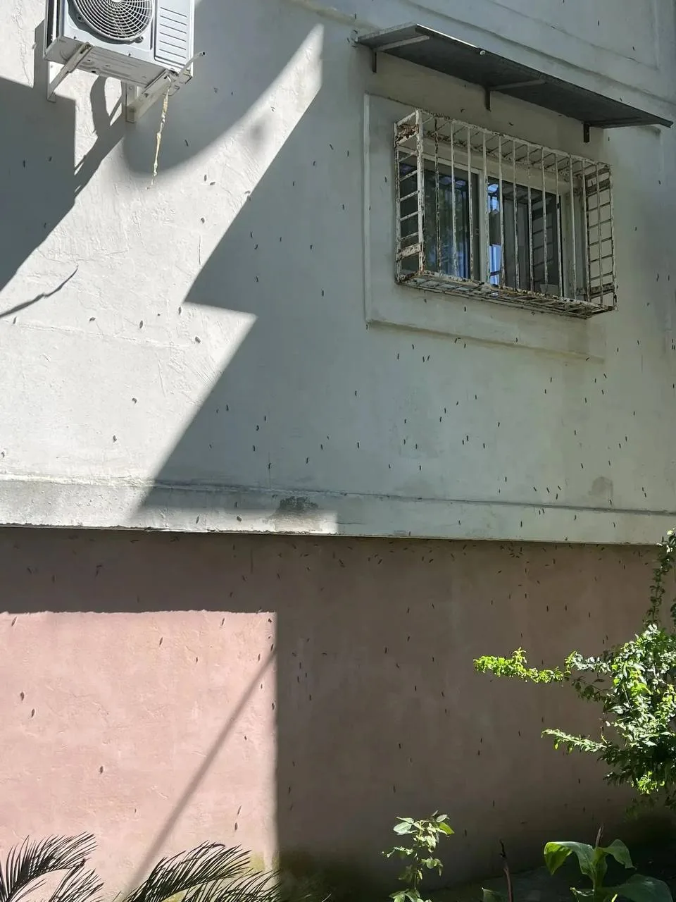😬Гусеницы американской белой бабочки облепили стены жилого дома на Инжирной улице.