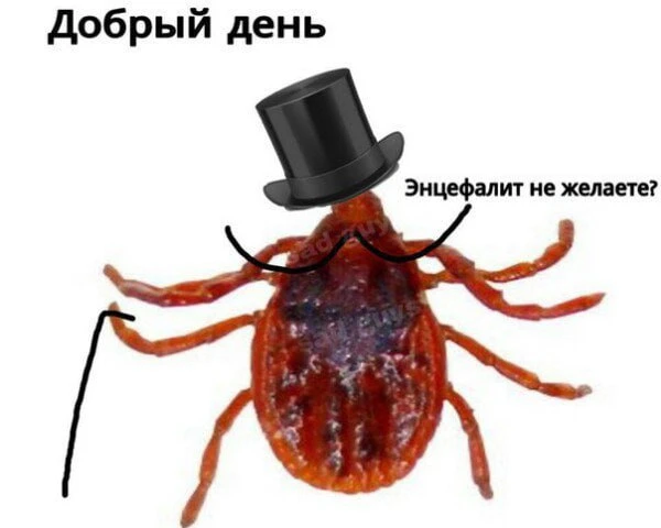 Магнитогорцы, будьте внимательны: заразиться энцефалитом можно и без укуса клеща.  Опасность предста
