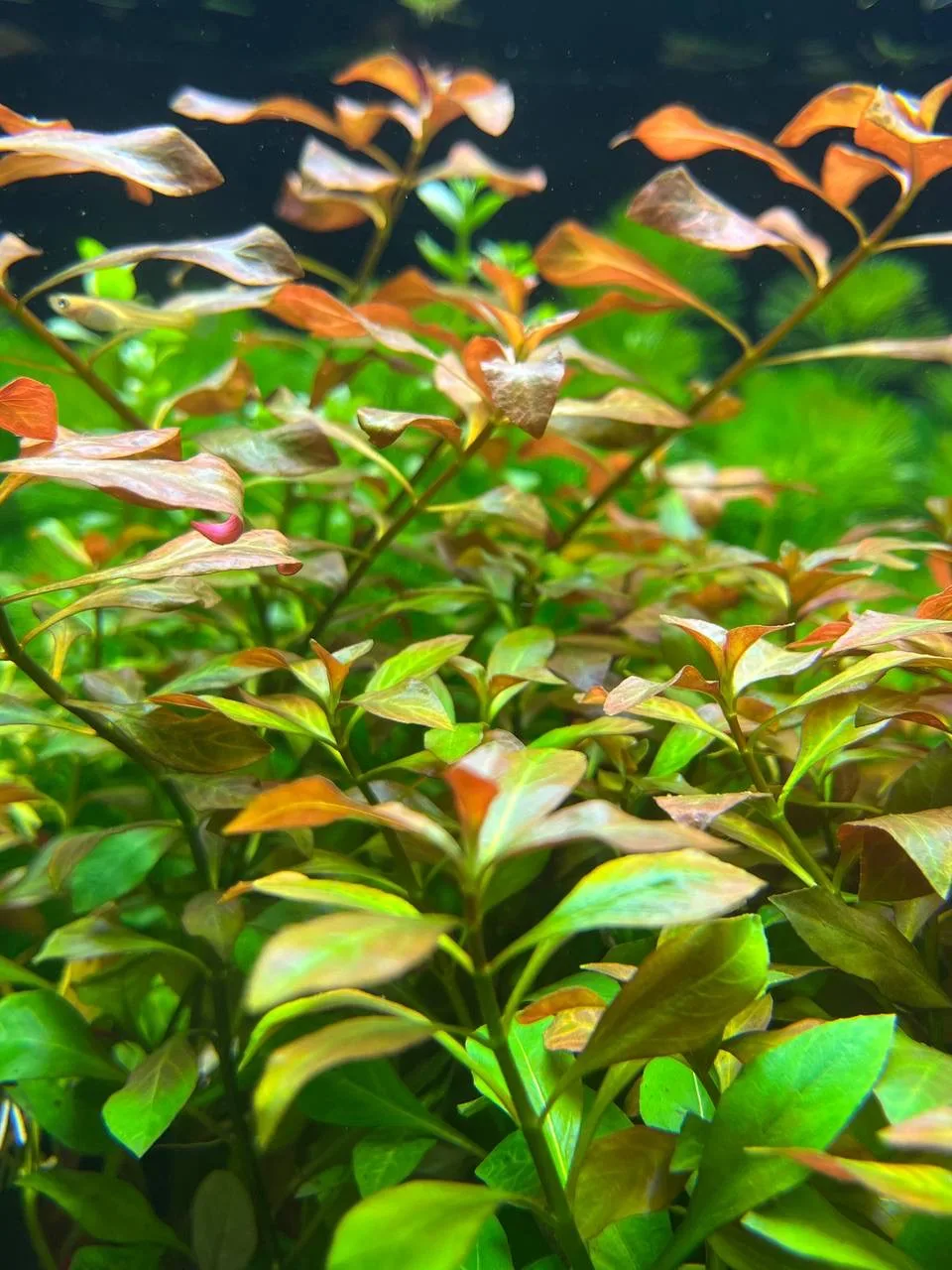 Новая поставка растений 🌱🌱🌱в супермаркете Аква Лого Университет