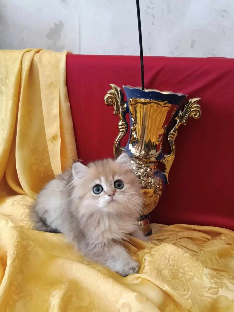 Продам котика и кошечку золотая шиншилла Хайленд, Донецк