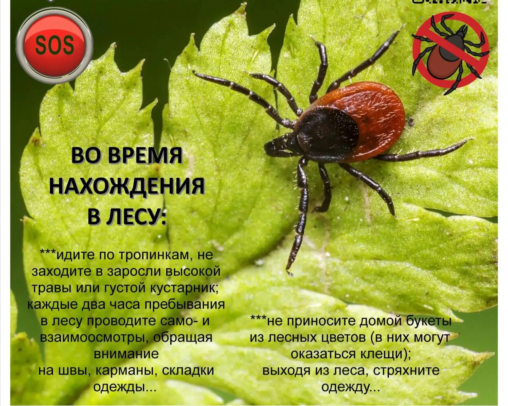 ❗Весенняя угроза: как защититься от укусов клещей  С наступлением весны и пробуждением природы возра