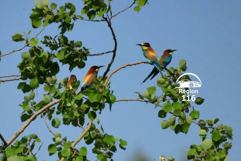 🦜 В Татарстан вернулись одни из самых красивых птиц Европы  В преддверии лета жители снова заметили 