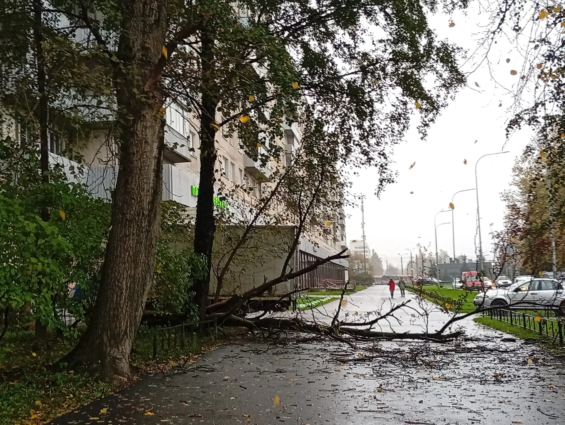 Вчера утром на пр. Культуры дерево устало и прилегло. Никого не задело.