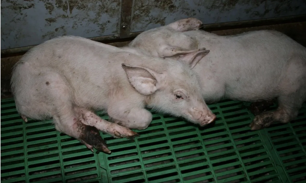 🐖 Болезнь Ауески у свиней: «тихий враг»