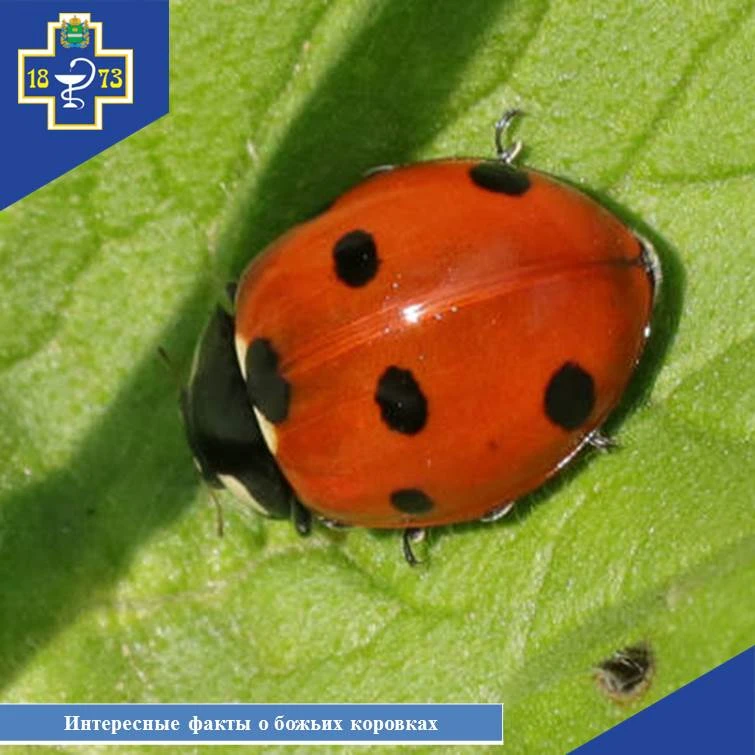 🐞Интересные факты о божьих коровках