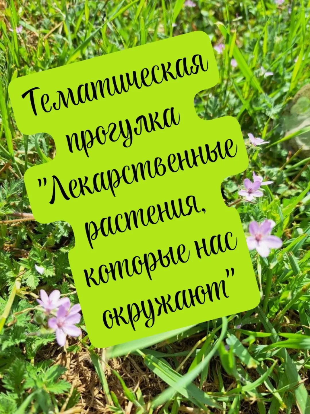 🌿В старшей группе прошла увлекательная тематическая прогулка, посвящённая лекарственны...