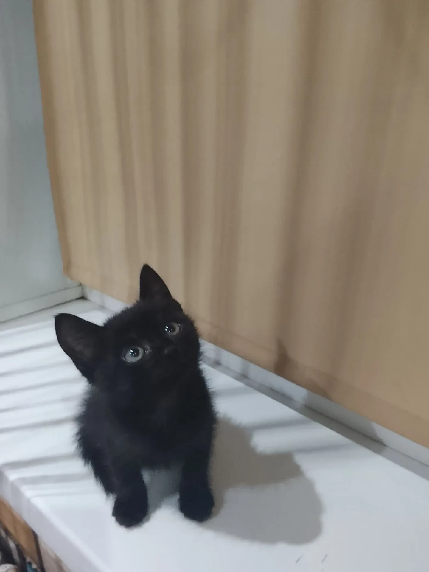 Отдам , девочка , 2 месяца, кушает всё, к лотку приучена 89198523686