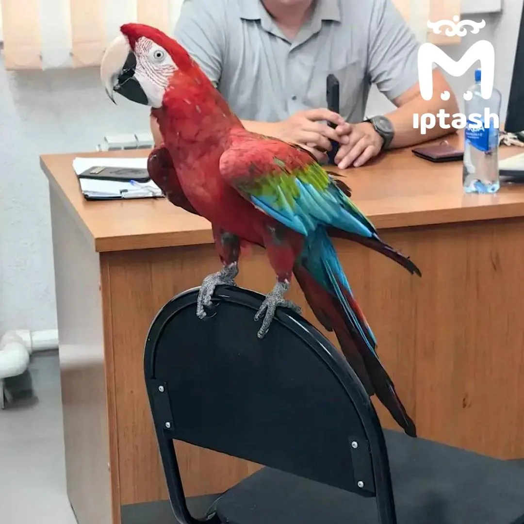 Уличные фотографы из Казани бьют обезьян шокерами — полиция впервые забрала у них животных.

Предпри