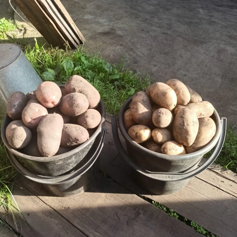 🥔 Почему в этом году у многих в Туймазах картофель портится — и что делать на следующи...