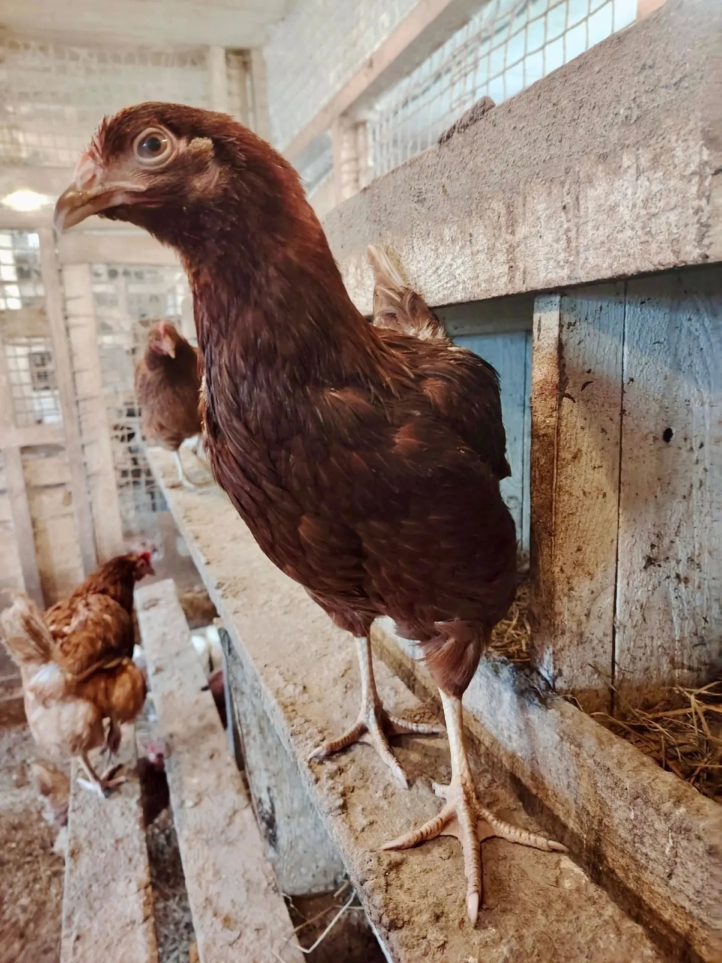 Маленькие труженицы монастырского хозяйственного двора 🐔🐦