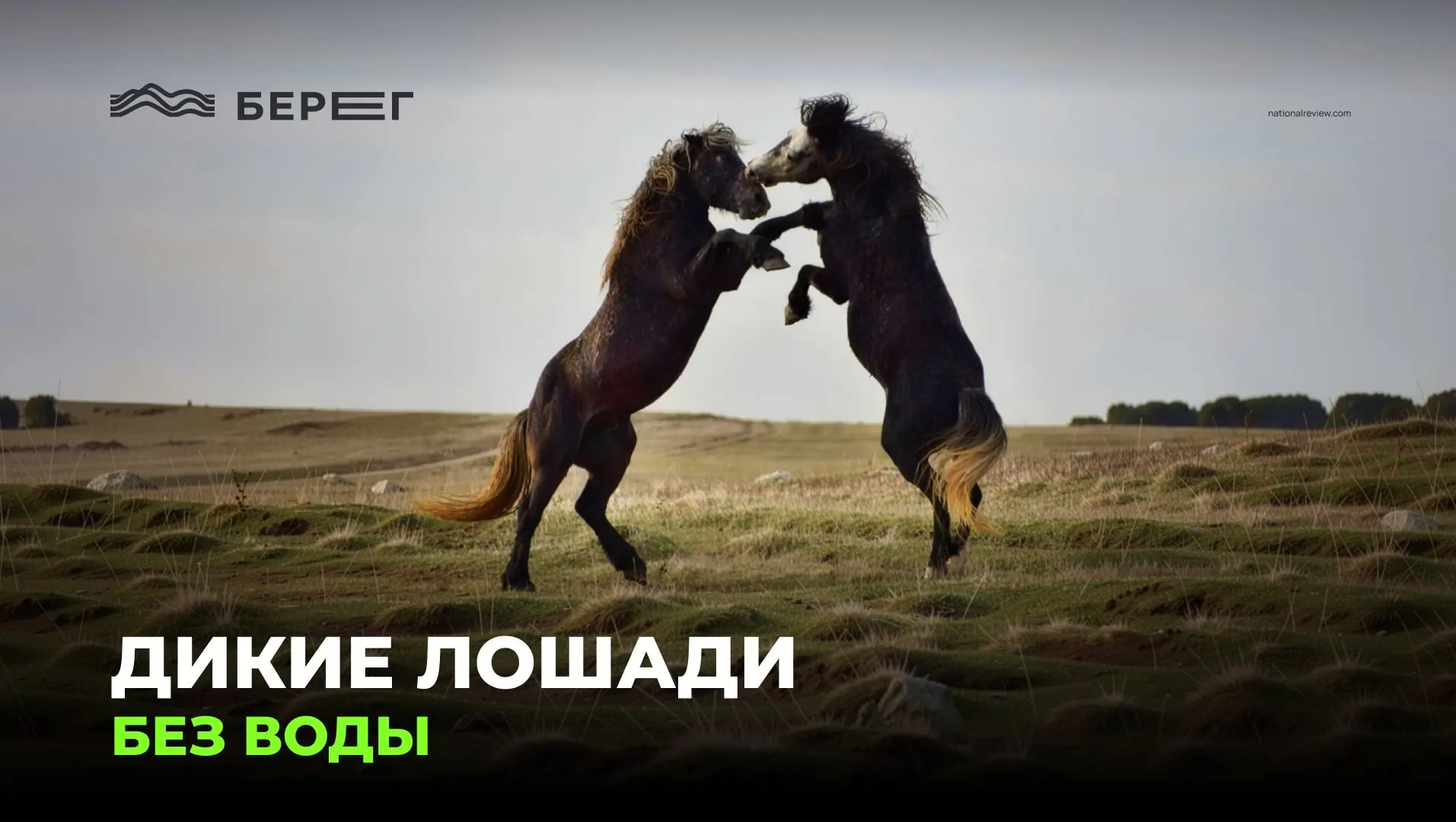 Дикие лошади без воды