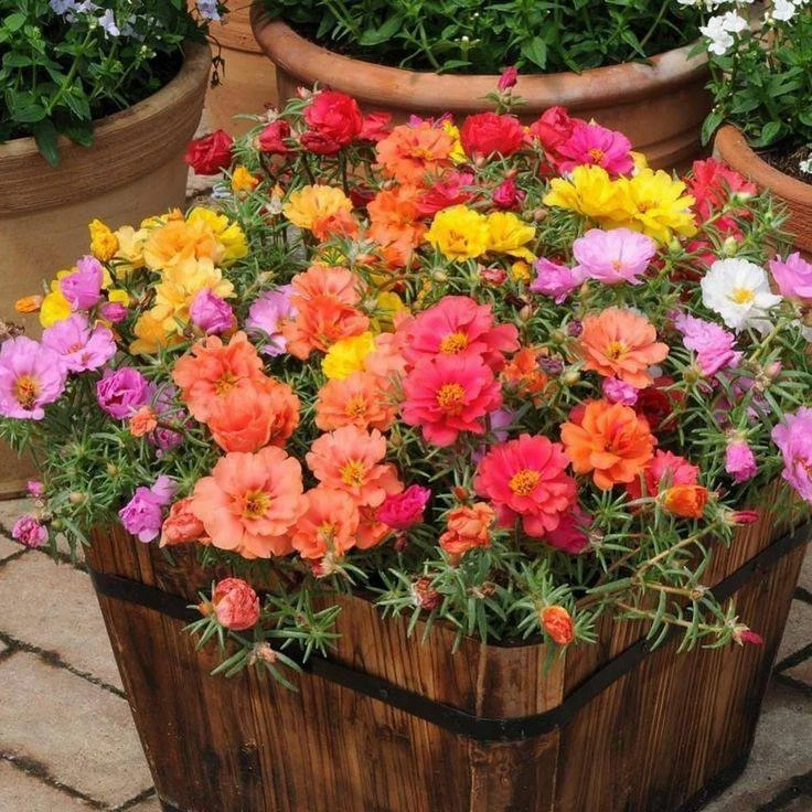 Портулак (Portulaca) 🌺