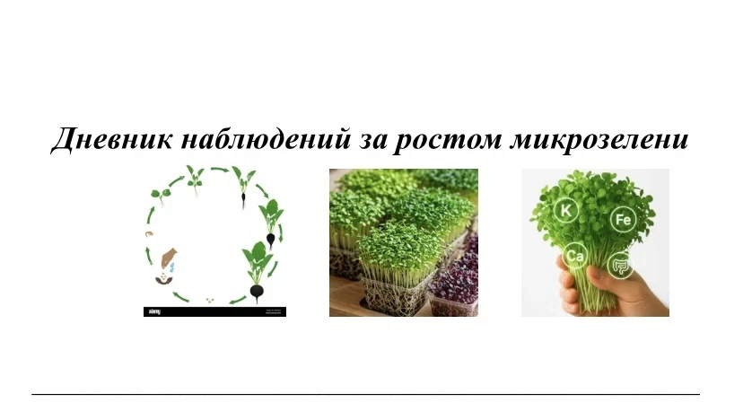 Выращивание микрозелени