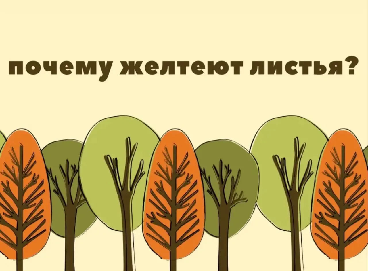 🍂 Почему осенью листья желтеют?