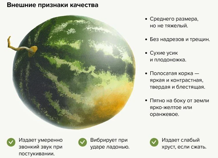 🍉 Наглядная шпаргалка по выбору арбузов

Сохраняйте, открывайте прямо на рынке и сверяйте эти качес