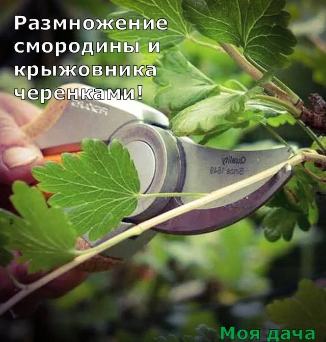 Размножение смородины и крыжовника черенками ✂️

Делимся проверенным способом черенкования, который 