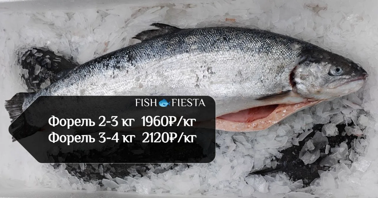 В НАЛИЧИИ  : охлажденная Мурманская, уже потрошенная, морская

🐟 режем на стейки/пласты - бесплатно