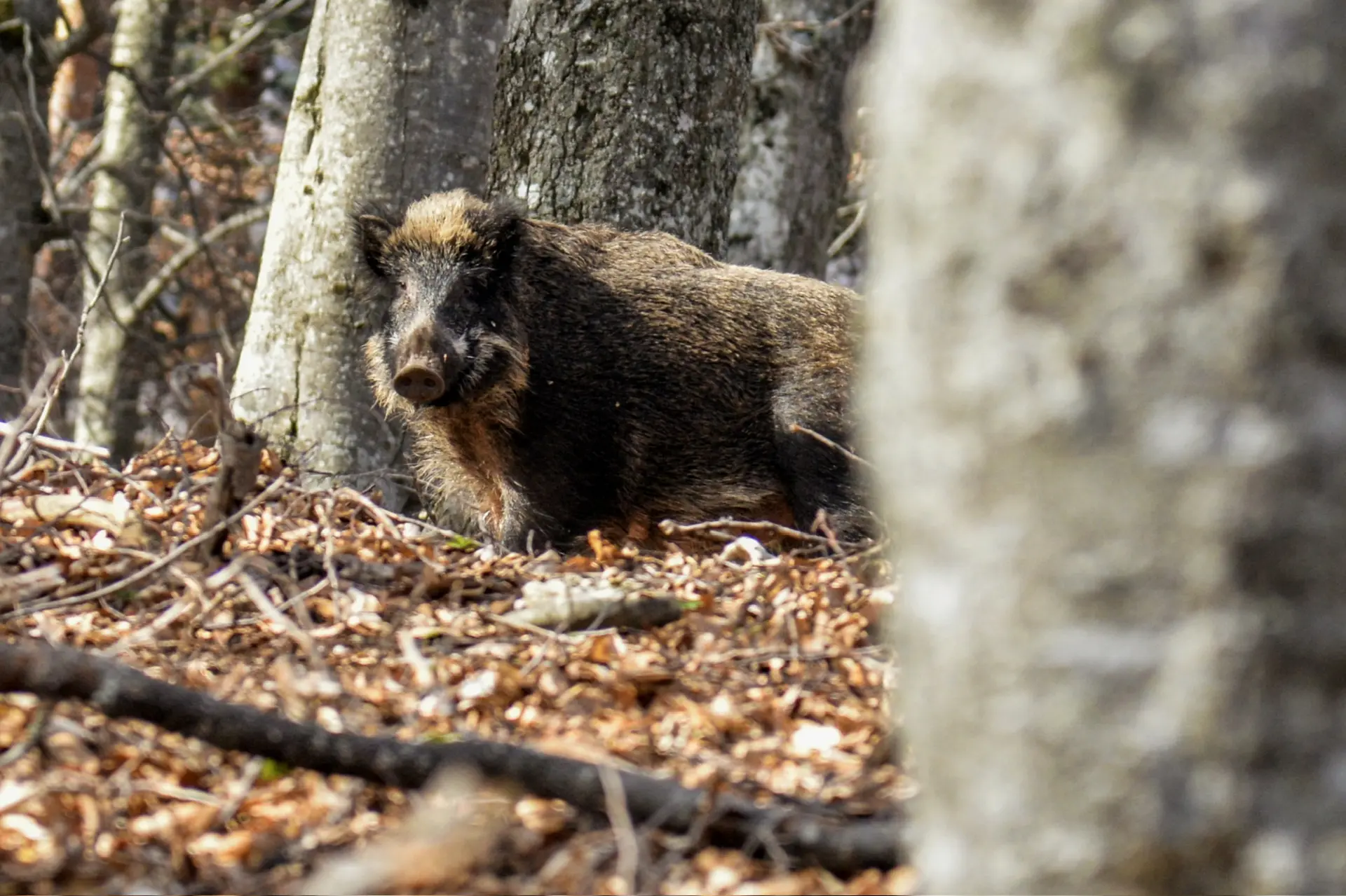 69 лет назад 🐗 кабаны вернулись в Крым