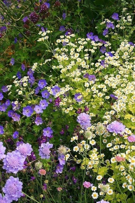 🌸Герань в саду

Если вам захочется добавить в сад атмосферу легкости и воздушности, - посадите гера