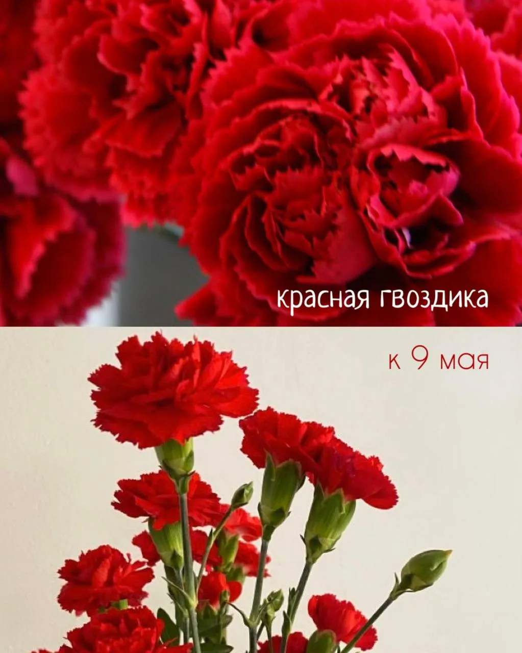 Когда слова не нужны — говорят цветы 🎗️🕊