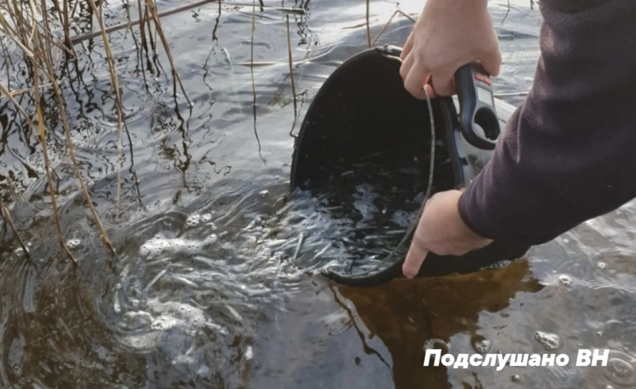 🐟В новгородские озёра Велье и Ильмень выпустили почти 40 тысяч мальков судака.