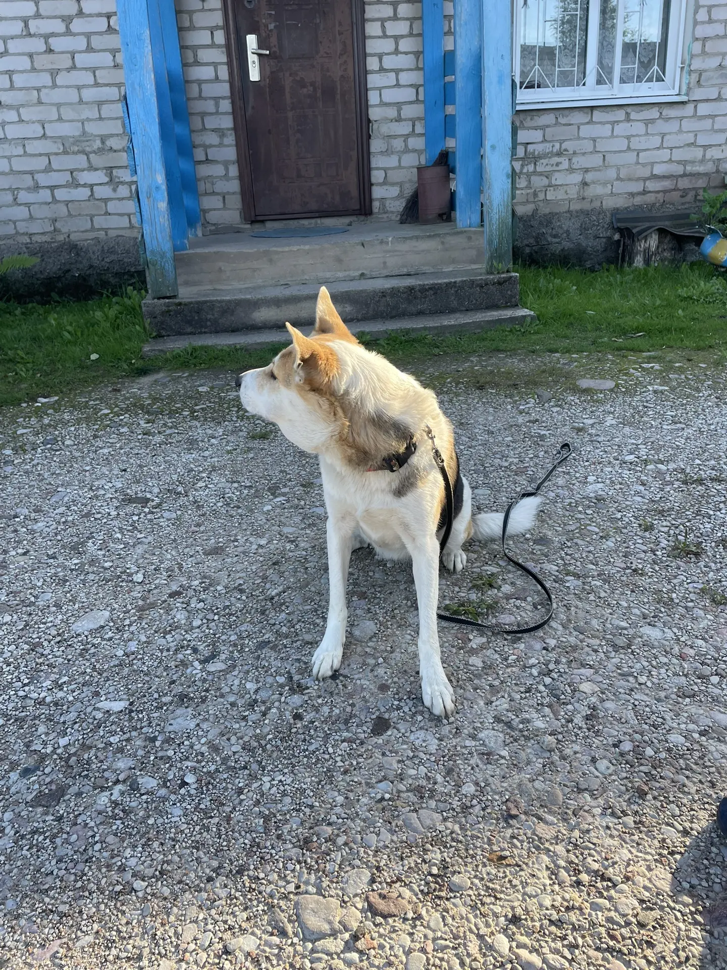 Приём животных в учреждении
