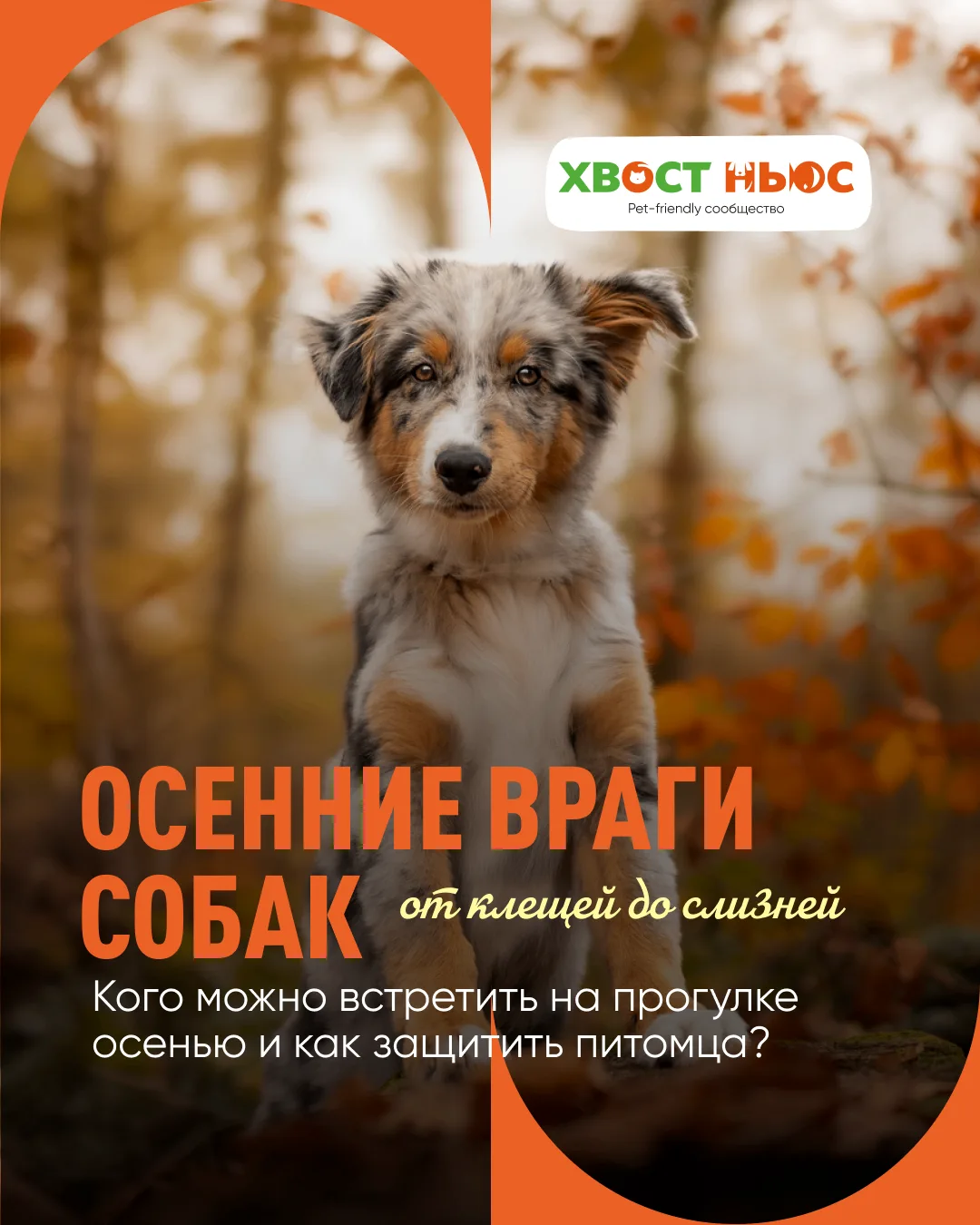 Осень для собаки – не только прохладные прогулки в шуршащей листве. В это время активиз...