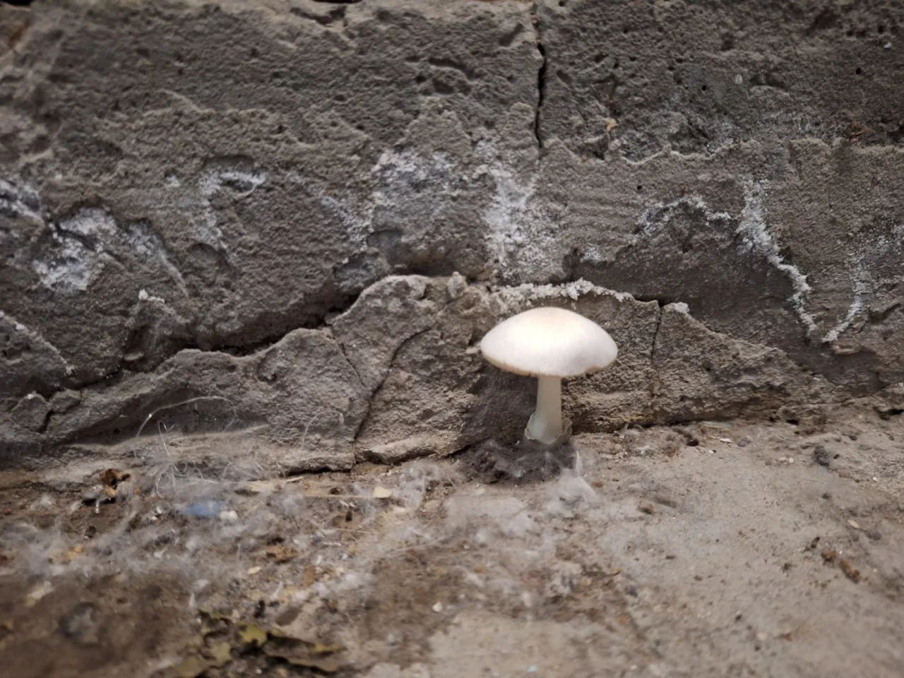 🍄 Если бы, да кабы… В подъезде выросли грибы