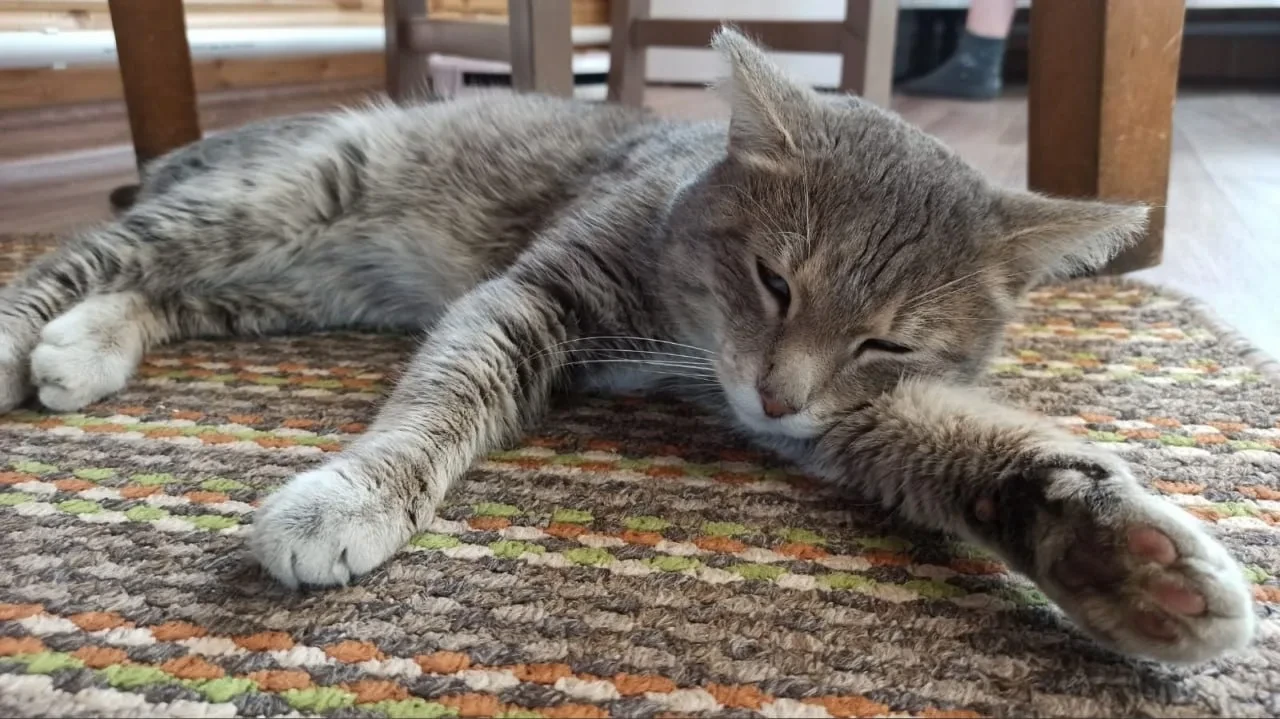 Кот Омлет