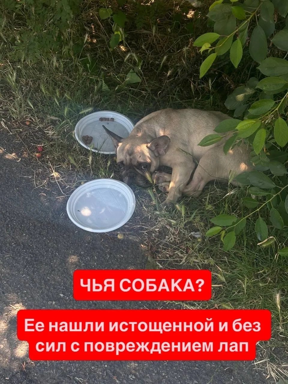 Подписчики нашли обессиленную и истощенную породистую собаку в Анапской

Наша подписчица Рада пишет: