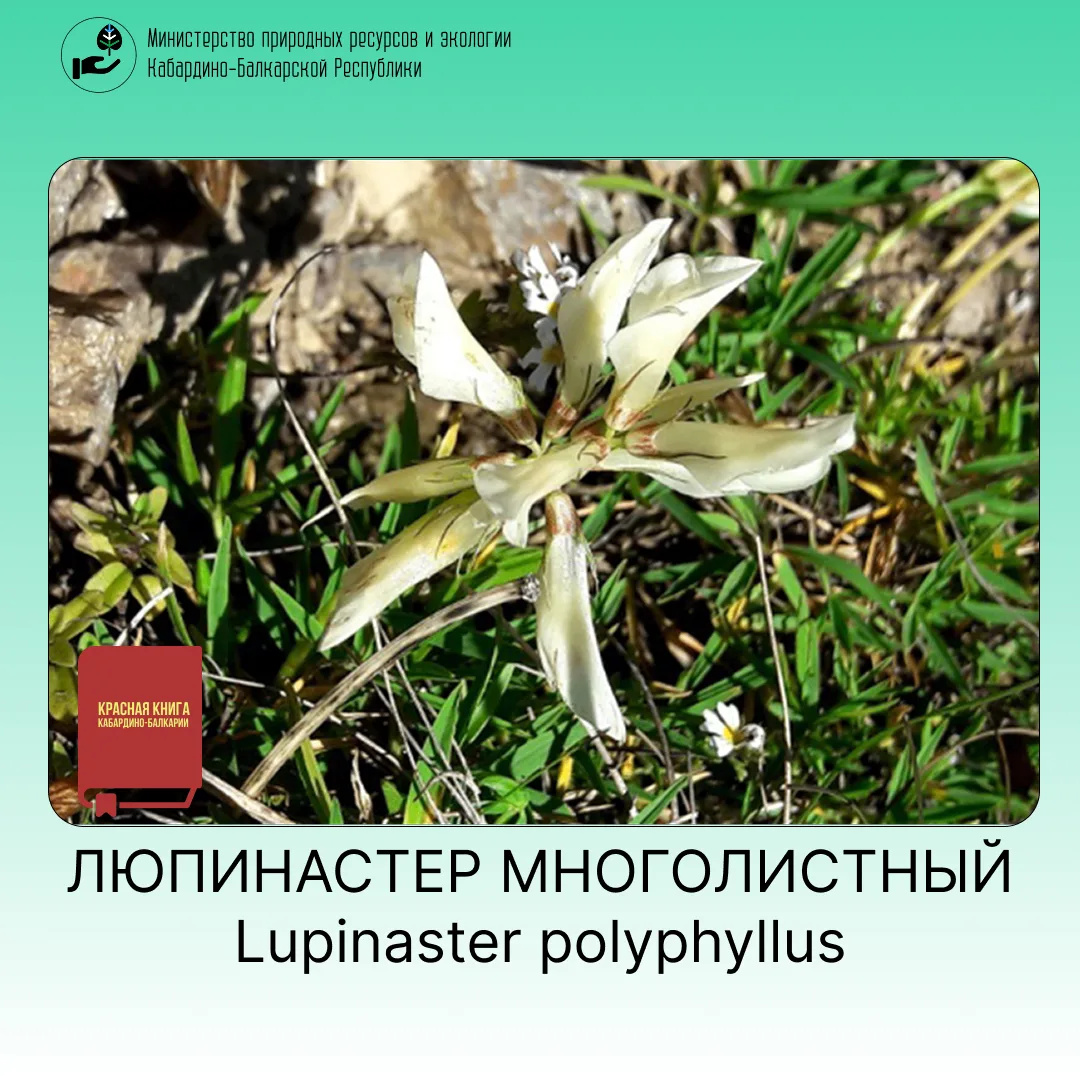 ЛЮПИНАСТЕР МНОГОЛИСТНЫЙ
Lupinaster polyphyllus (C.A. Mey.) Latsch.
Порядок Бобовоцветные – Fabales
С