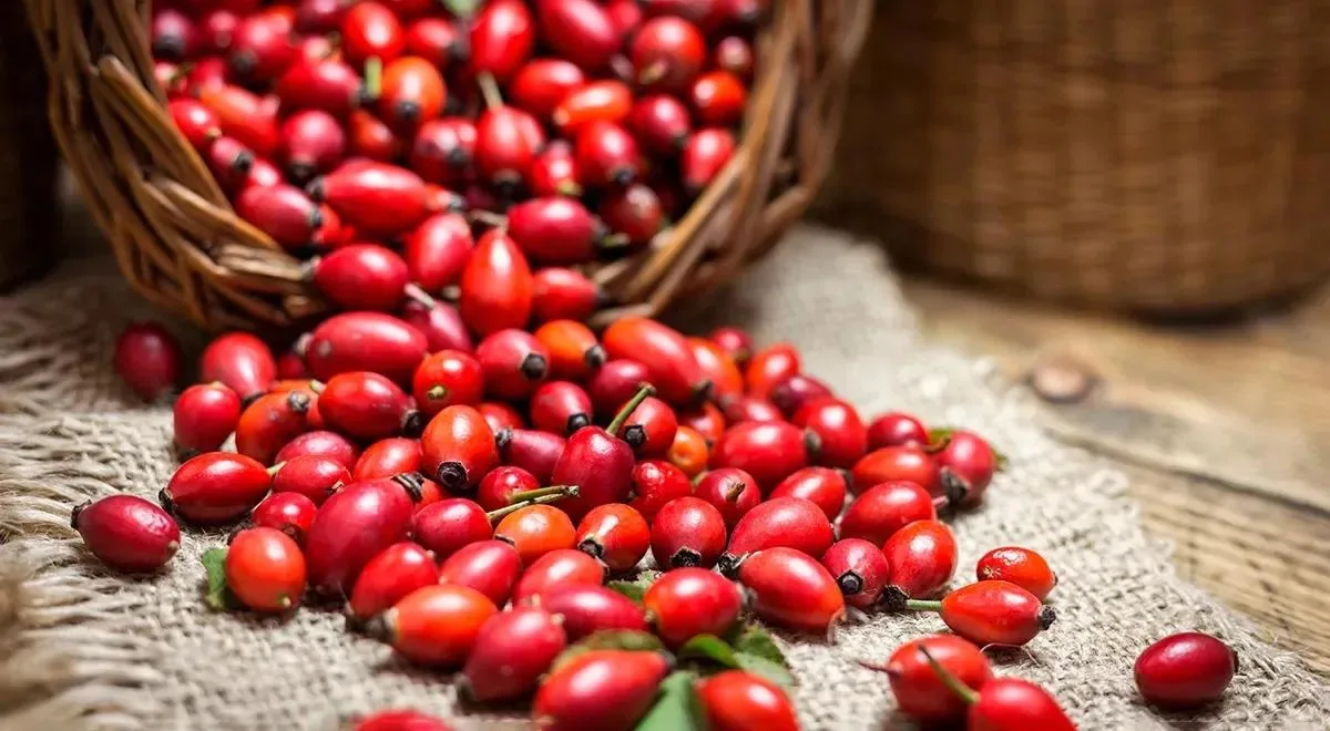 Шиповник: полезный продукт для вашего здоровья