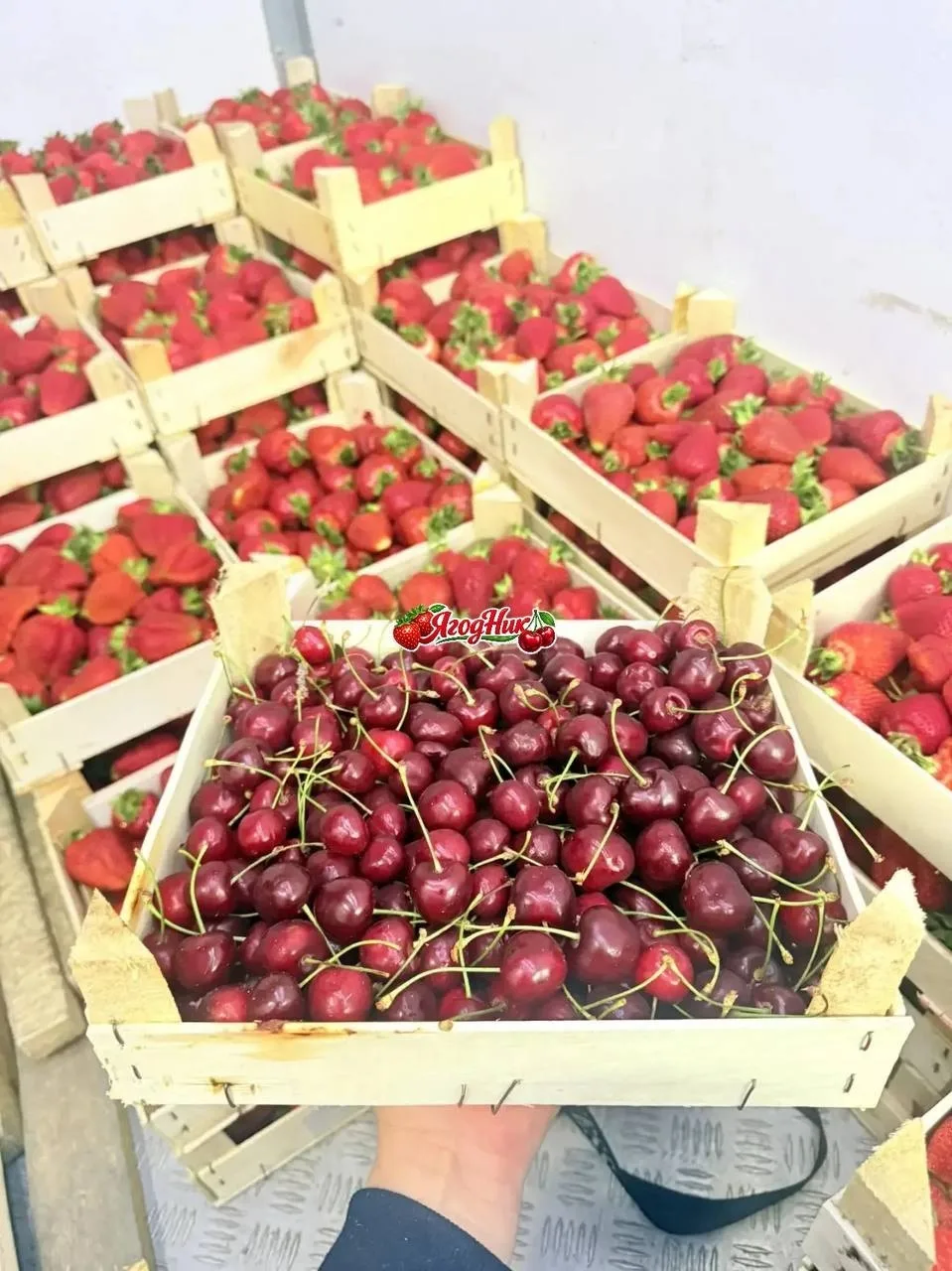 Регулярные поставки🍓клубники,абрикосов, черешни и МАЛИНЫ в Новоалтайск 🍑🍓♥️