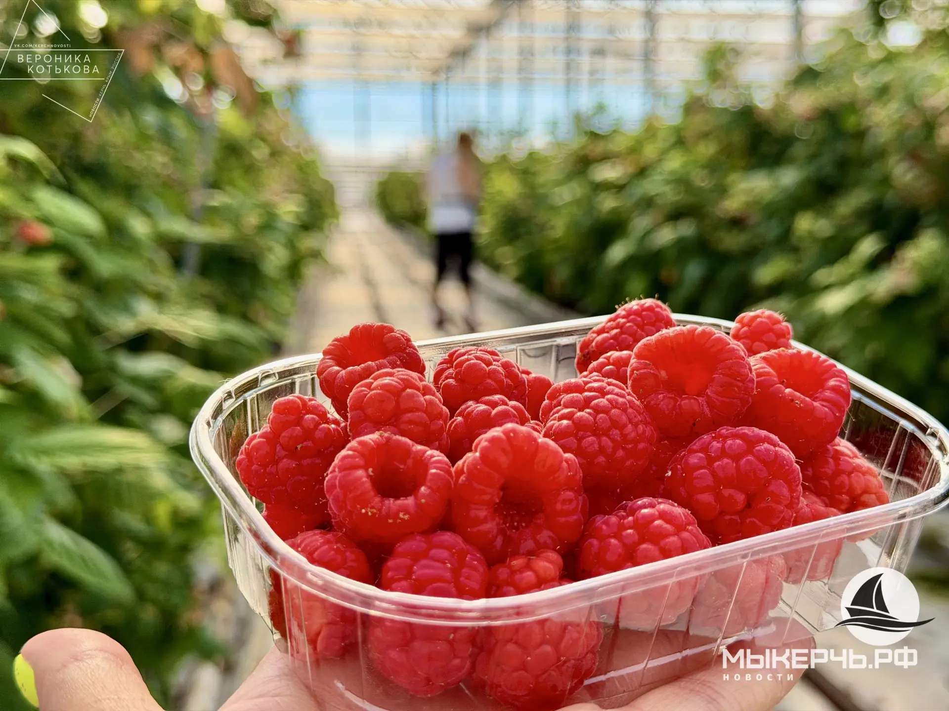 🍓Под Керчью начали сбор малины и ежевики (ФОТОРЕПОРТАЖ здесь)

Редакция СМИ МыКерчь.РФ продолжает р