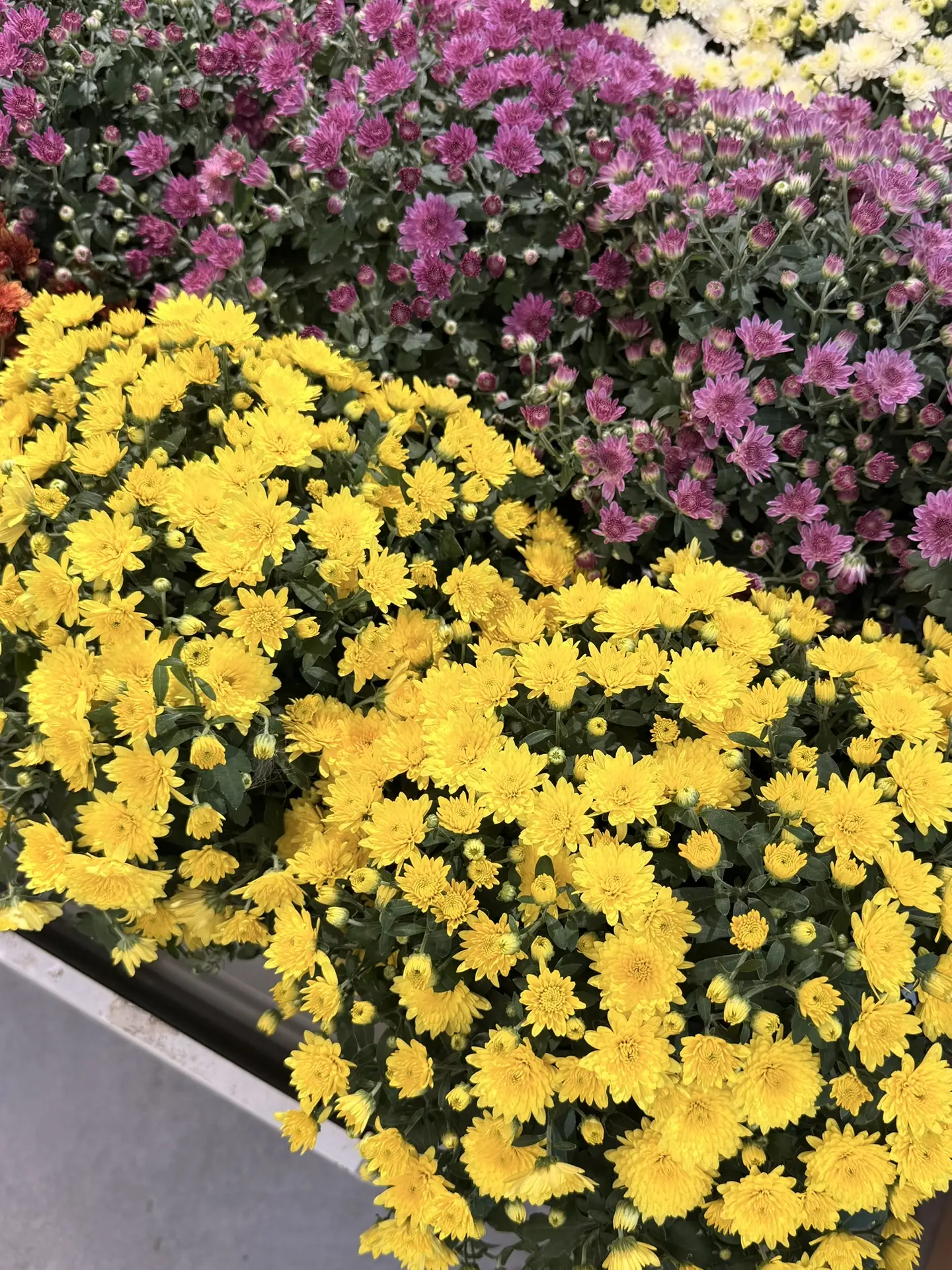 🌸 ВРЕМЯ МУЛЬТИФЛОРЫ!