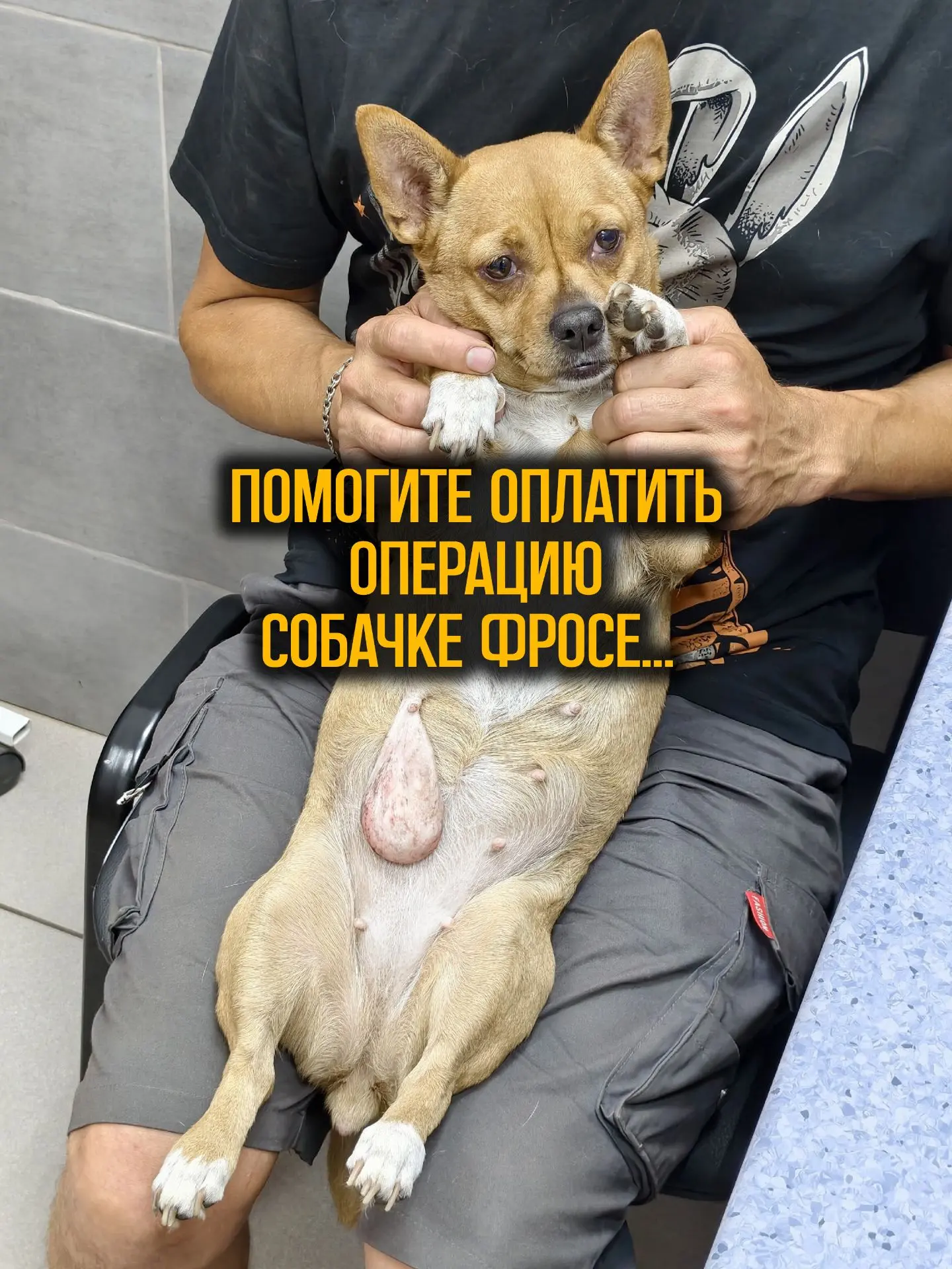 Помогите оплатить операцию Фросе! Чтобы долг не помешало лечиться другим животным  приюта! 

На само