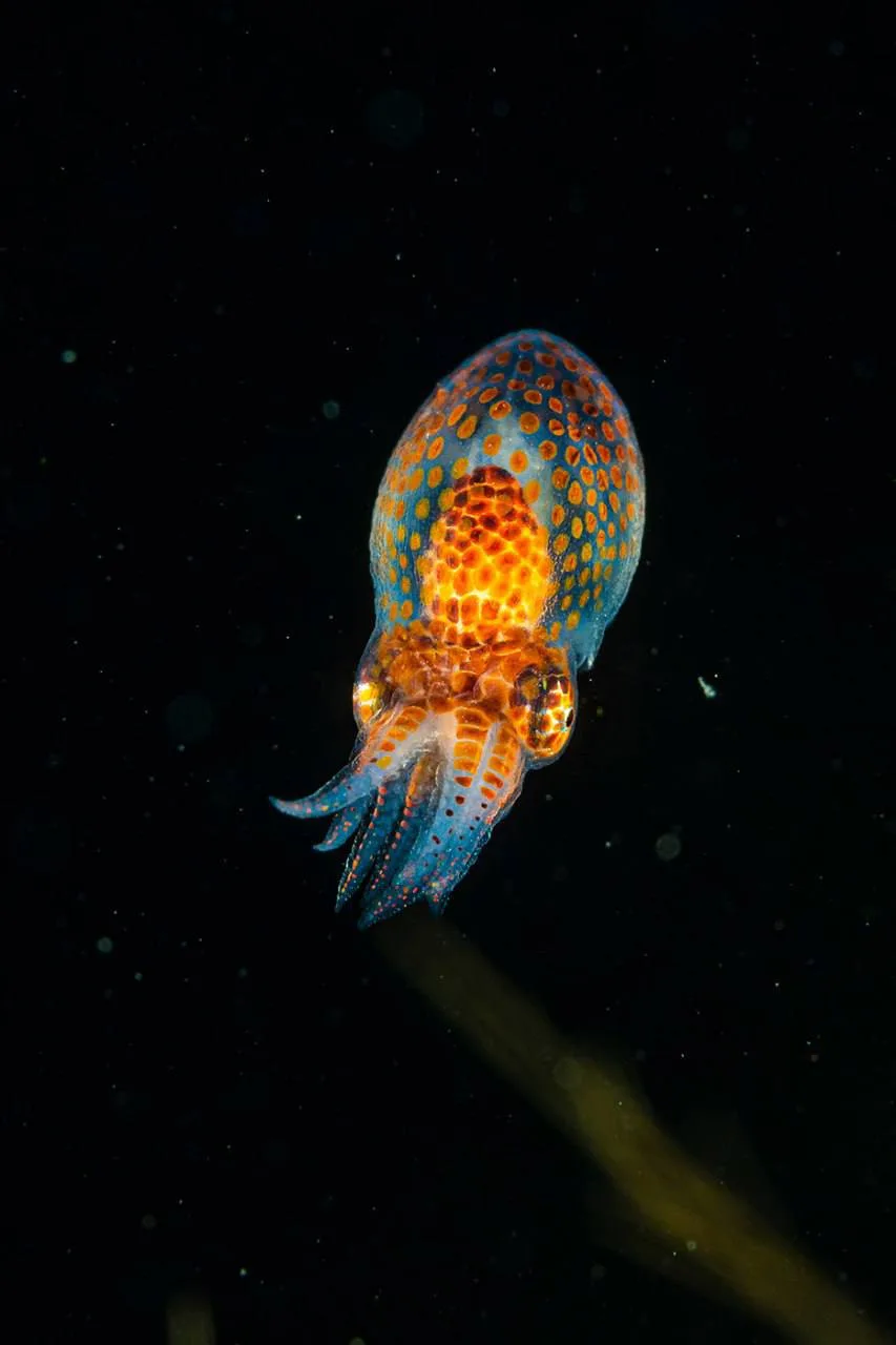 🐙🥹 В Приморье дайвер Андрей Шпатак смог запечатлеть появление на свет будущих гиганто...
