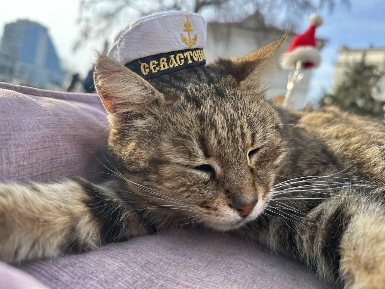 🐾 Доброе утро от севастопольского котика!  Пусть день будет таким же тёплым, спокойным и уютным, как