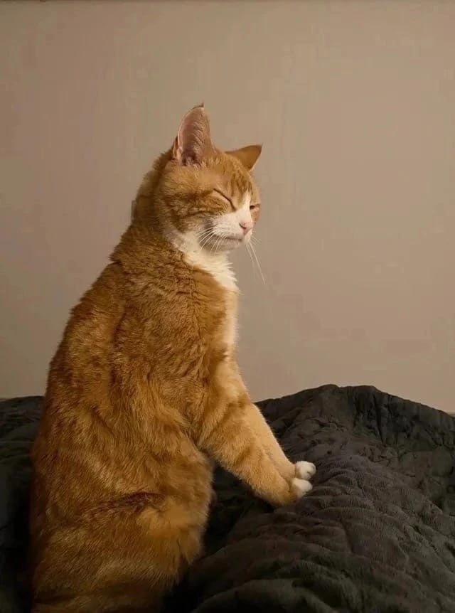 Каждое утро меня будит кот, но сегодня разбудил его я😑